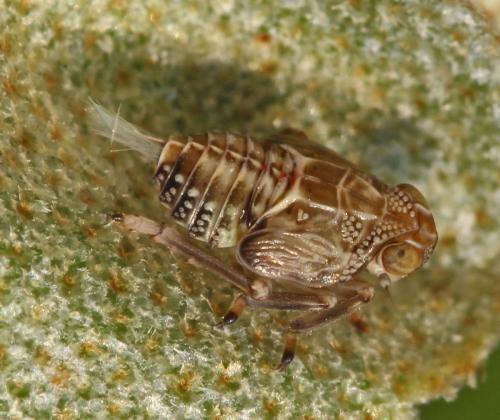 Issus coleoptratus